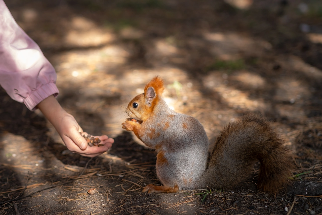 ardilla camping la puerta moratalla